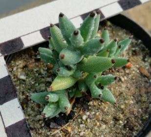 Trichodiadema mirabile