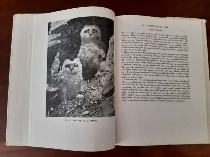 Birds at home; Camera studies of Birds of South Africa