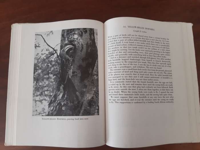 Birds at home; Camera studies of Birds of South Africa