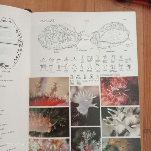 Burgess` Cowries of the world - C. M Burgess
