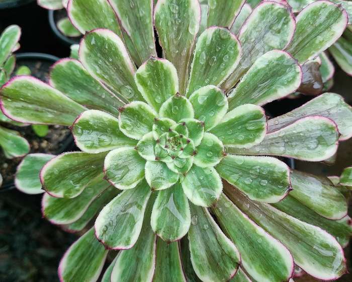 Aeonium Ink Painting - Beautiful succulent plant