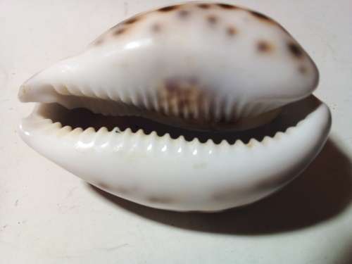 Sea Shell with Dark Spots