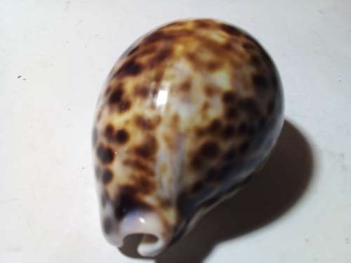 Sea Shell with Dark Spots
