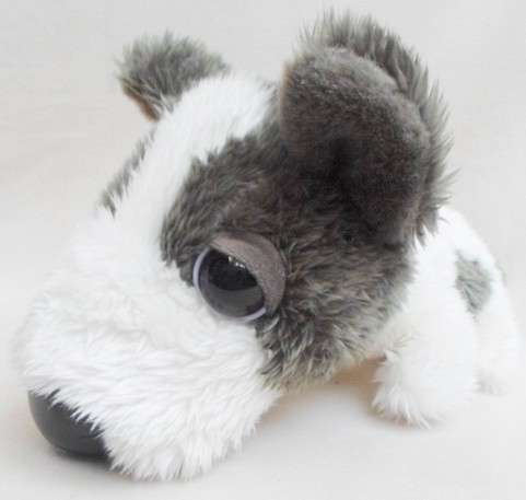 CUTE BIG HEADZ PUPPY!!