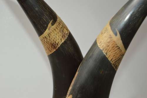 A PAIR OF EXQUISITE  ASIAN WATER BUFFALO CARVED DRAGON HORNS