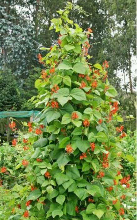Scarlett runner bean seeds