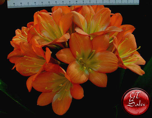 Clivia miniata - Dark Orange to Bronze with Green Center Seed