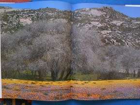 Garden of the Gods, by Freeman Patterson (signed by author)