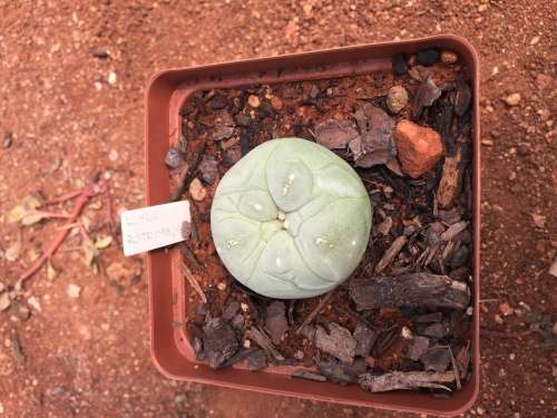 Lophophora fricii - Large