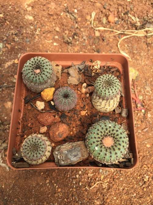 5 x Frailea castanea