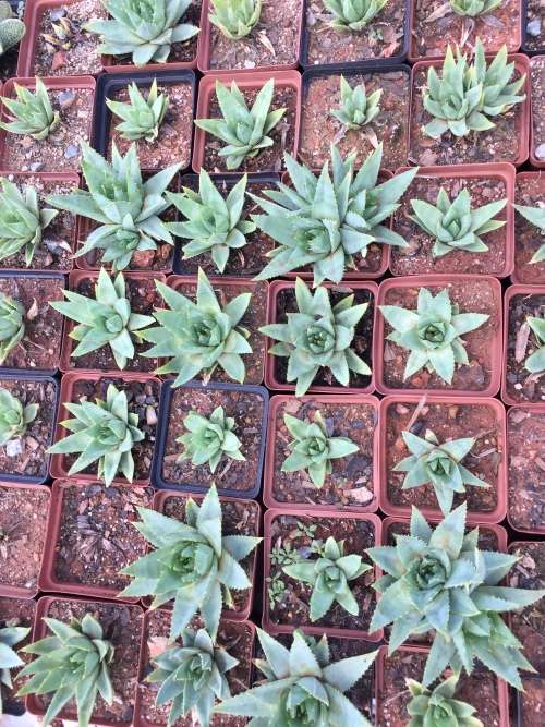 Aloe polyphylla