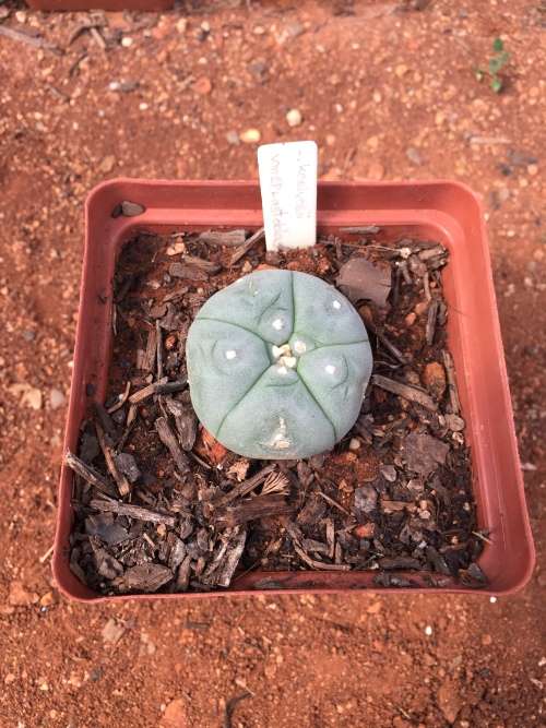 Lophophora koehresii - Large