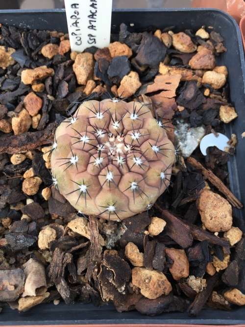 Copiapoa atacamensis 1