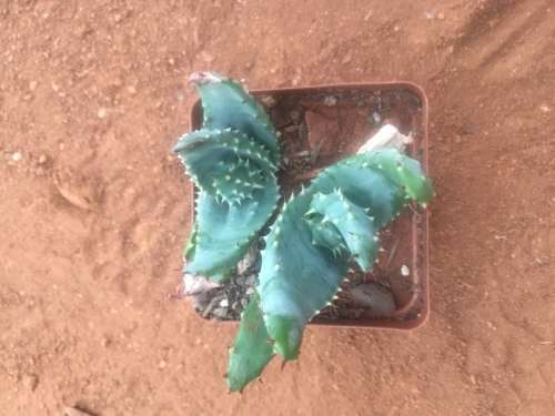 2 x Aloe aculeata