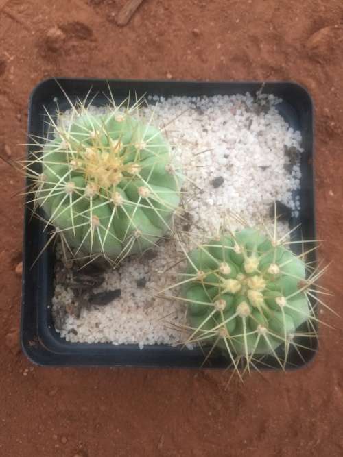 2 x Copiapoa haseltoniana