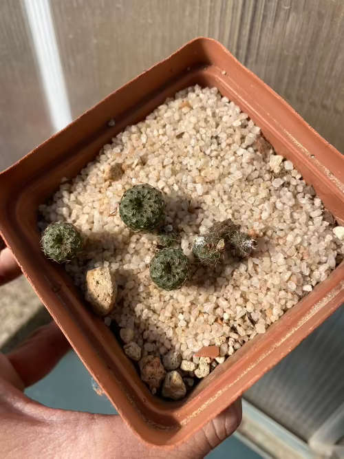 6 x Frailea castanea seedlings
