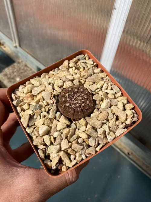 Gymnocalycium ragonesei, rare Argentinian cactus seedling