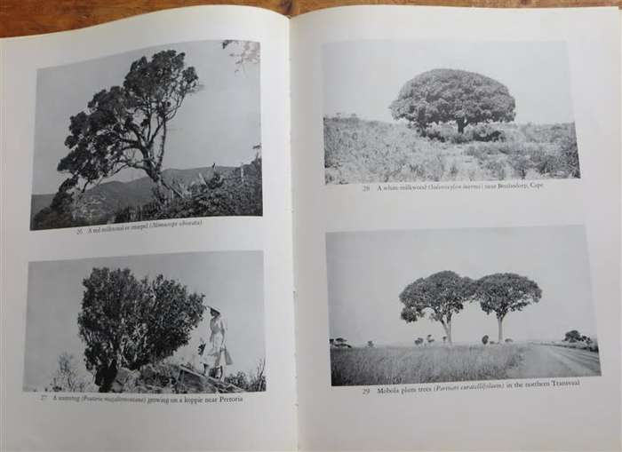 TREES OF SOUTH AFRICA - Palmer & Pitman VOL.1 1961