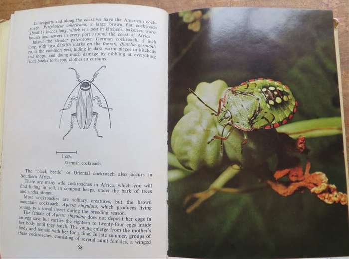 The Insects of Southern Africa - Margaret Bevis 1964