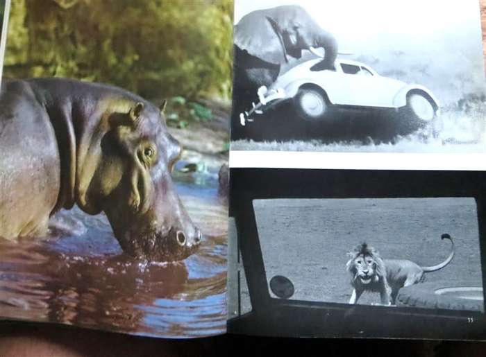 Rhinos belong to Everybody - 1964 hardcover - Bernhard Grzimek