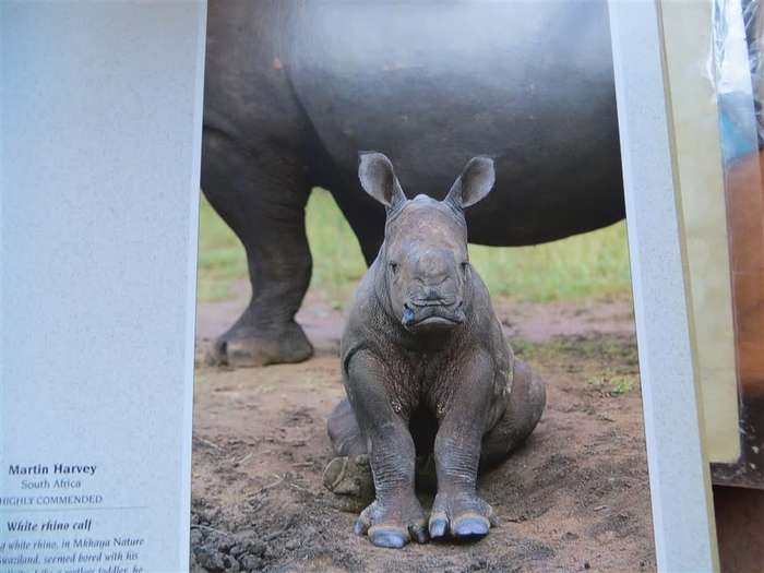 Wildlife Photographer of the Year - Hardcover - Great Pics