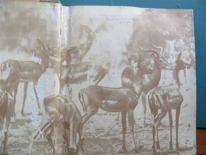 National Parks Cigarette Card Collection in Album - Complete