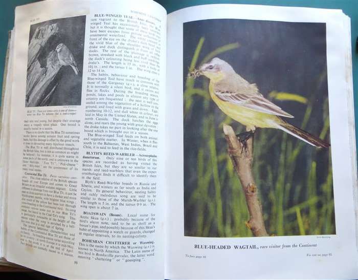 Encyclopedia of British Birds - Ludwig Koch - see water damage