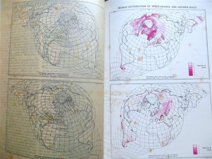 Encyclopedia of British Birds - Ludwig Koch - see water damage