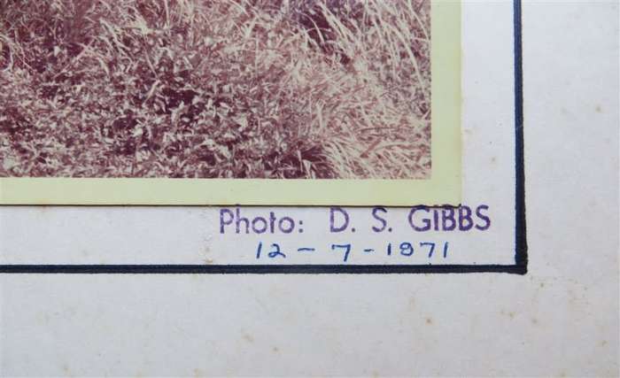 SAR/SAS Original Steam train photo 250mmx190mm - D.S Gibbs 1971 - Foxing present