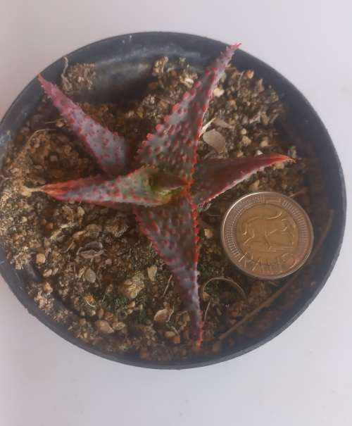 Aloe cv Viper