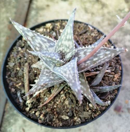 Aloe Rauhii