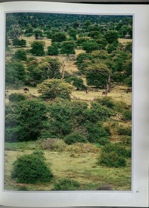 Nightstalk - The story of a Kruger pride by Bruce Aiken