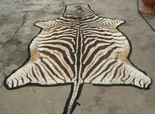 ZEBRA SKIN
