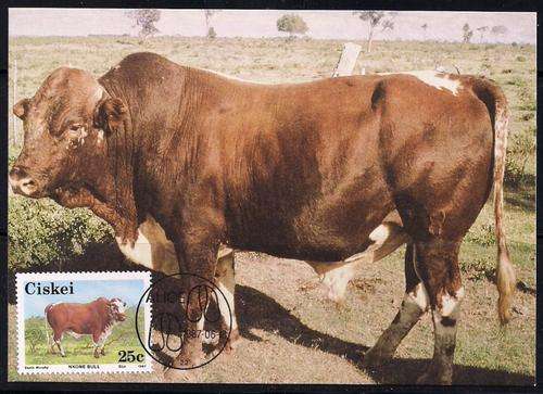 THEMATICS - AGRICULTURE - SET OF 4 CISKEI MAXI CARDS - NKONE CATTLE - 1987