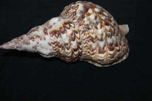 Sea Shell