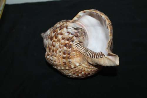 Sea Shell