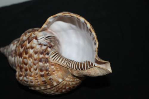 Sea Shell