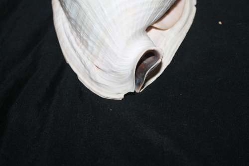 Conch Shell