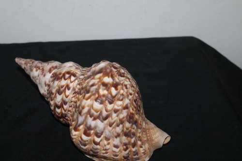 Sea Shell