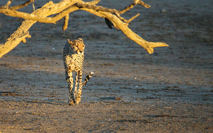 Queen of the Kalahari - Wildlife Print