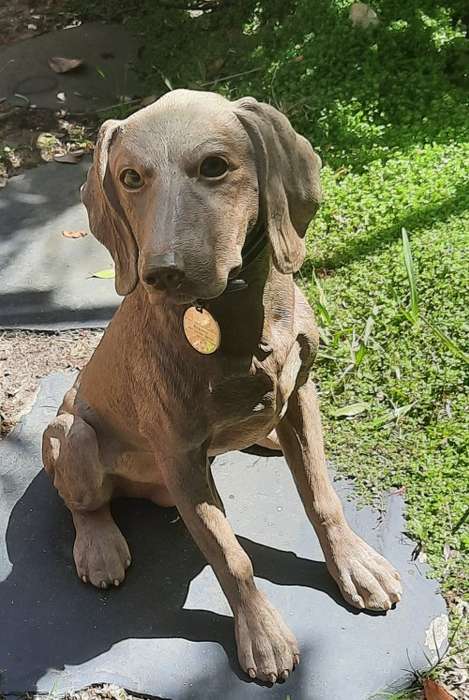 Hand Crafted Dog figurine Sitting Weimarana Hight 39 cm Hand Painted restored