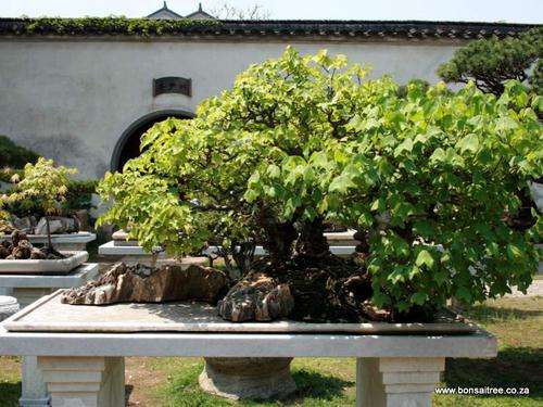 chinese trident maple penjing bonsai trees