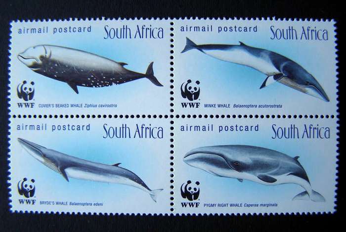 SOUTH AFRICA Mint Set - Whales of the Southern Oceans 1998