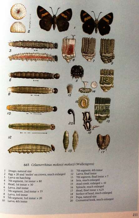 Pennington`s Butterflies of Southern Africa - C G C Dickson and D M Kroon