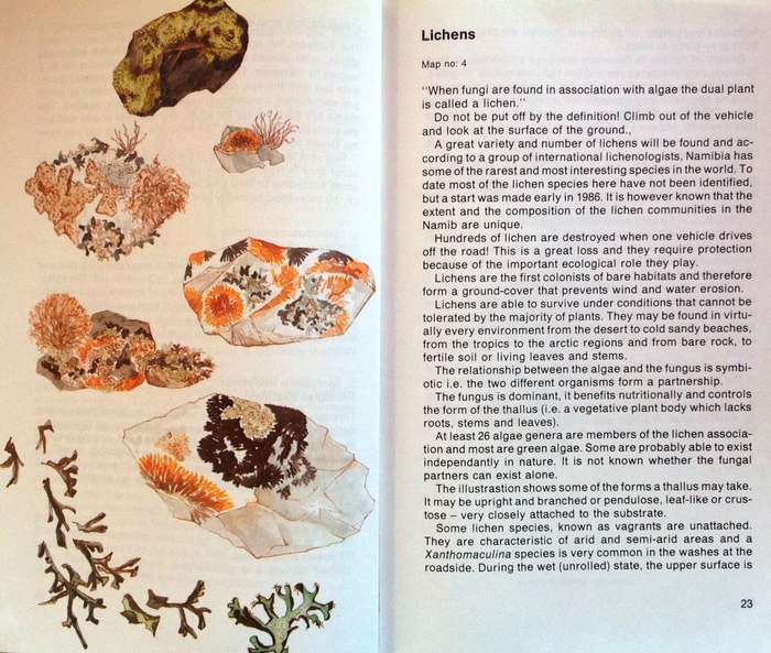 NAMIB FLORA - Swakopmund to the Giant Welwitschia via Goanikontes - P Craven and C Marais