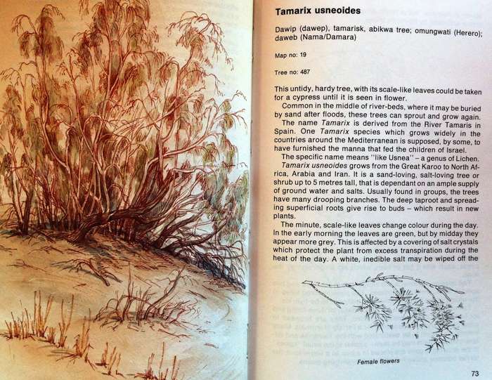 NAMIB FLORA - Swakopmund to the Giant Welwitschia via Goanikontes - P Craven and C Marais