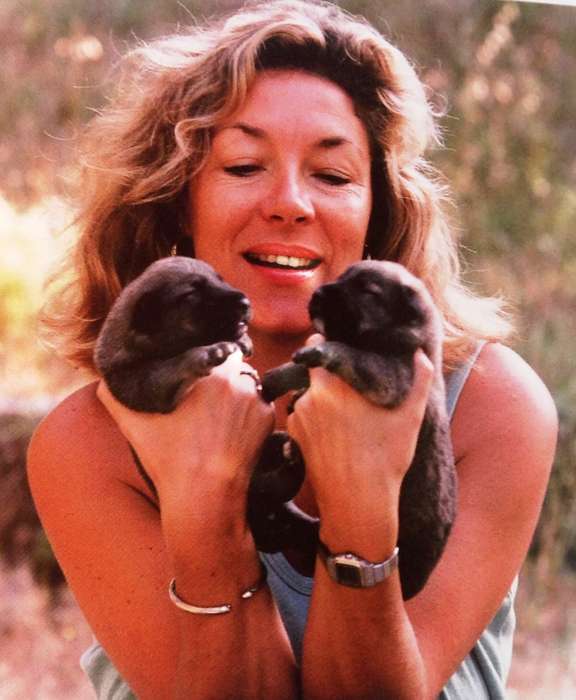 The Illustrated Olive Farm - Carol Drinkwater - Hardcover