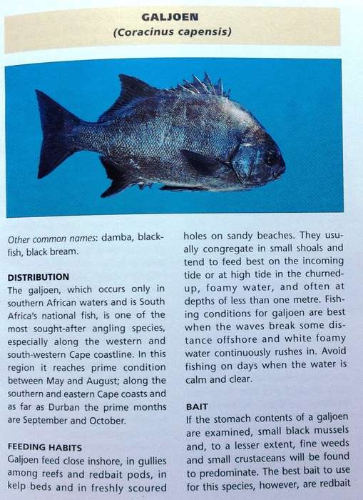 Saltwater Fishing in South Africa - Hennie Crous