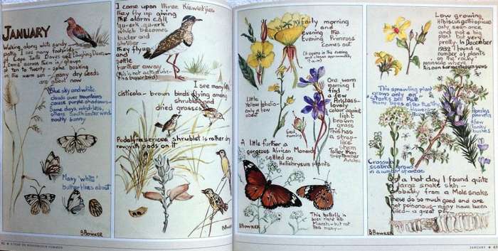 Rondebosch Common - The Friends of Rondebosch Common - Betty Dwight - book signed by Author