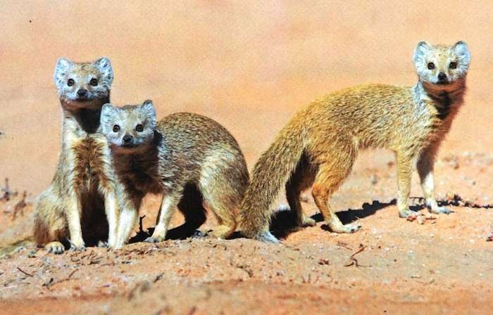 Mad Dogs and Meerkats - A History of Resurgent Rabies in Southern Africa - Karen Brown